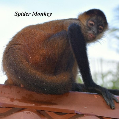 Spider Monkey